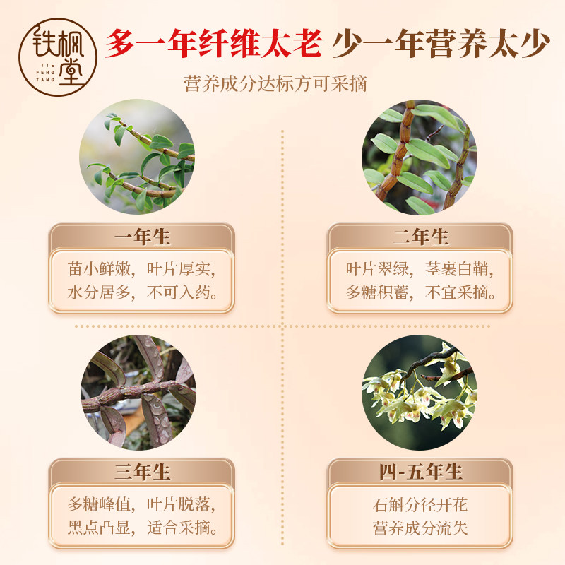 铁皮官方正品正宗雁荡山铁枫堂枫斗 铁枫堂石斛/枫斗