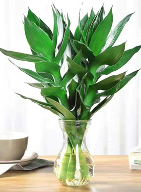 娇娇绿植盆栽好净化空气北欧室内