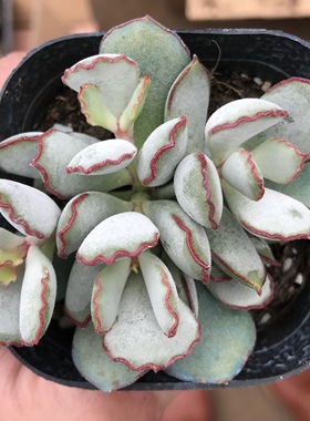 多肉植物室内阳台精华空气田园好