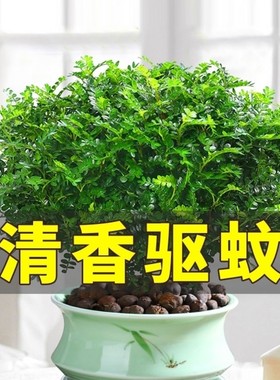绿植盆净化空气田园室内清香驱蚊