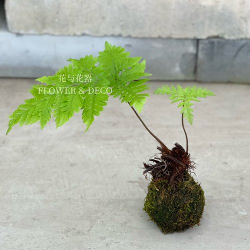 花与花器 红磷蕨 红鳞蕨室内办公桌面盆栽禅意耐阴绿植蕨类植物 - 图1