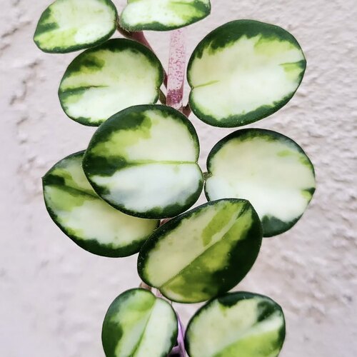花与花器 新品 匍匐内锦球兰 米切尔德内锦大苗长藤绿植花卉盆栽 - 图2