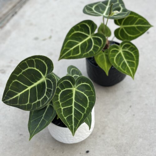 花与花器 克莱恩水晶花烛ins热植盆栽铜锣烧花烛室内网红绿植盆栽 - 图1