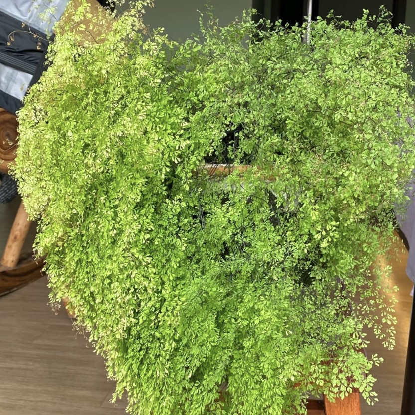 花与花器正品迷雾森林铁线蕨极小叶品种绿植盆栽观叶蕨类植物喜阴,淘宝优惠券,粉丝福利购,淘宝优惠卷