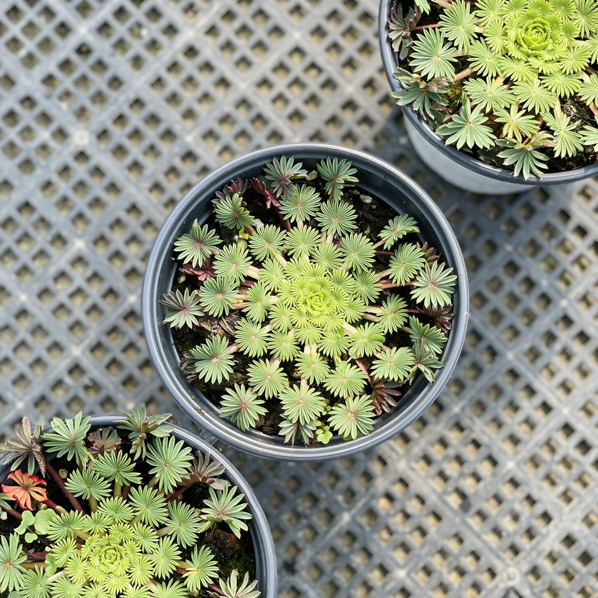 花与花器 棕榈酢浆草 孔雀之舞成株盆栽 室内阳台绿植物耐寒花卉