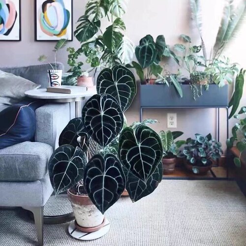 花与花器 克莱恩水晶花烛ins热植盆栽铜锣烧花烛室内网红绿植盆栽 - 图0