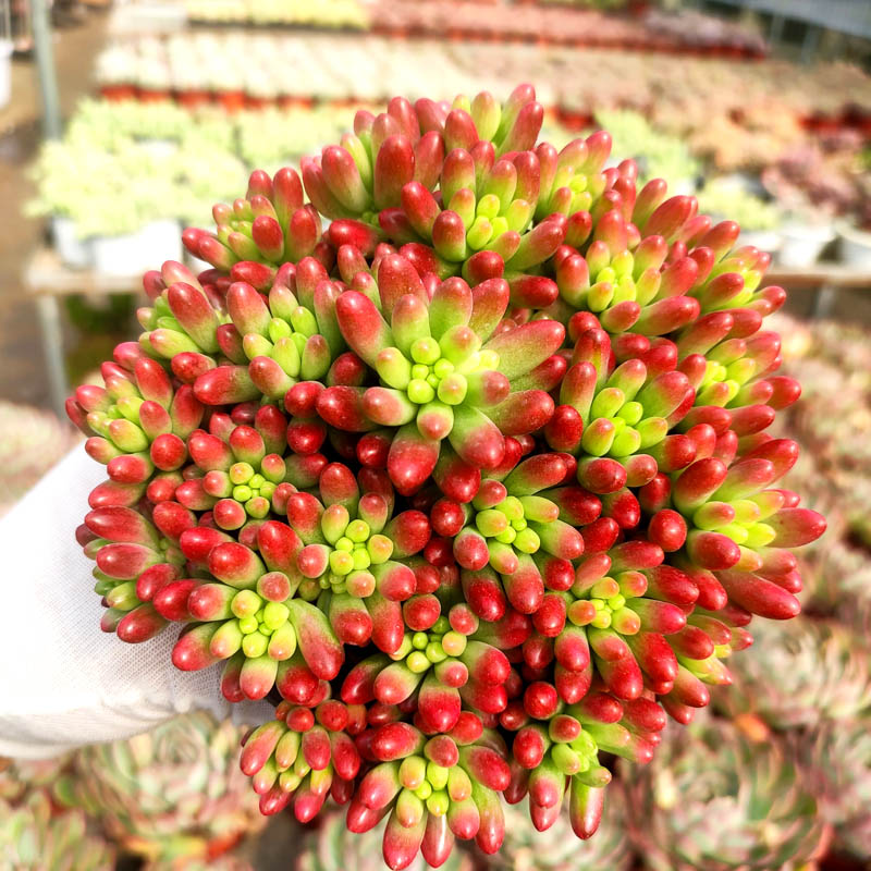 虹之玉锦颜值状态散群原盆发货多肉植物古典花园 古典花园 淘优券