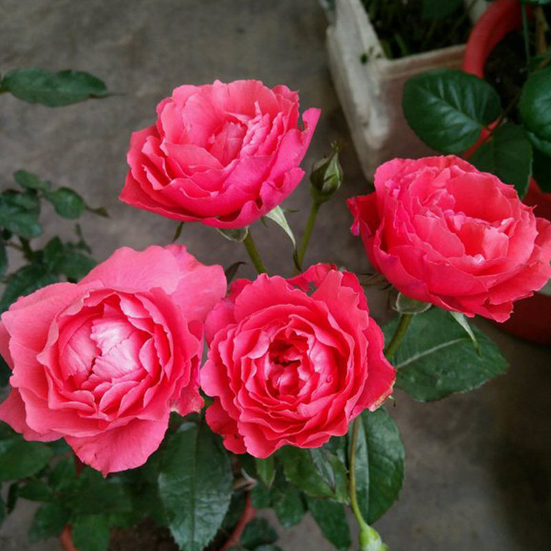 妆元红摩羯座蓝月石结晴空爽萨布丽娜百香果娜乌西卡微笑浓香大花,淘宝优惠券,粉丝福利购,淘宝优惠卷