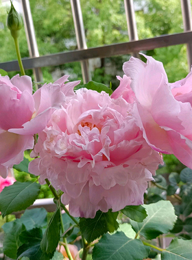 芍药花型大花浓香四多季院子阳台