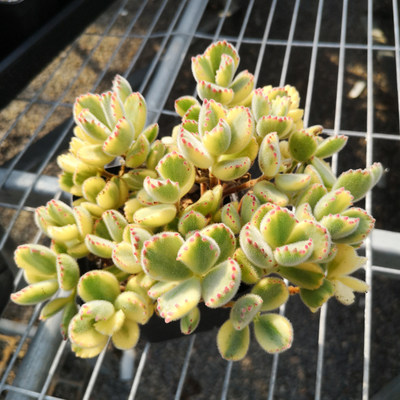 熊童子多肉植物盆栽韩国进口白熊黄熊白熊锦猫爪熊童子彩虹熊比熊 虎窝淘