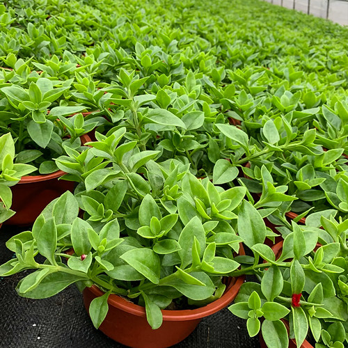 牡丹吊兰花苗带花阳台垂吊四季种植吊兰盆栽开花植物花卉穿心莲 - 图1