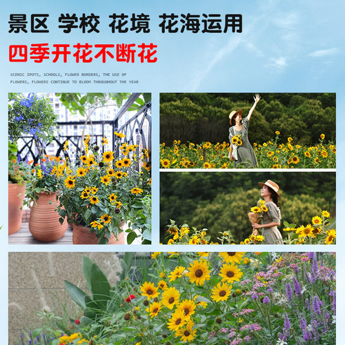 盆栽光辉岁月向日葵苗带花苞四季开花多年生阳台绿植花卉好养易活 - 图2