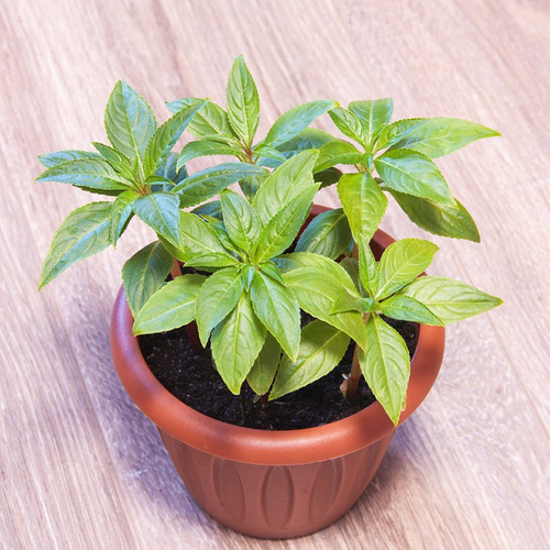 凤仙花花苗指甲花盆栽阳台庭院学生观察花卉植物学生观察作业 - 图0