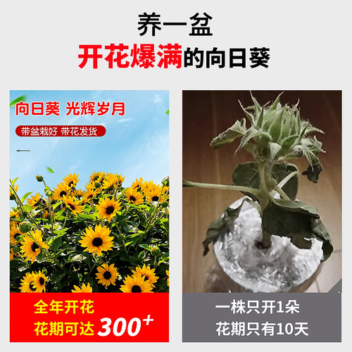 盆栽光辉岁月向日葵苗带花苞四季开花多年生阳台绿植花卉好养易活 - 图1