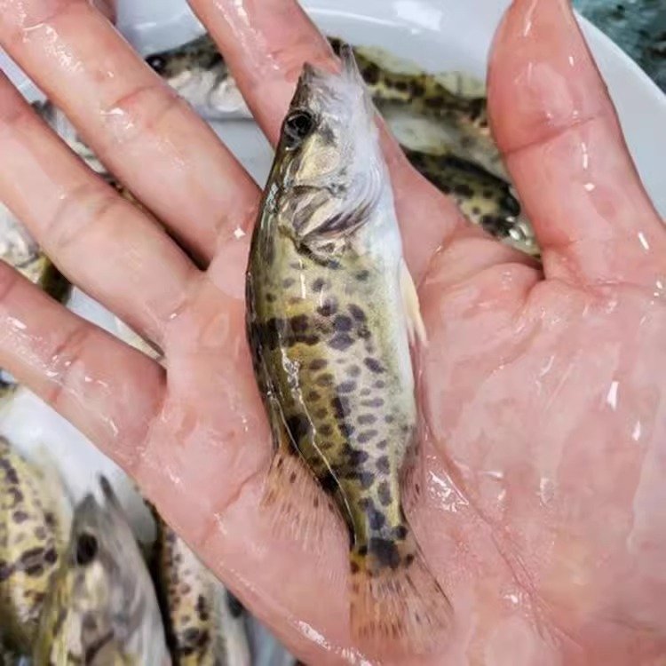 桂花鱼苗批发大规格十公分鳜鱼苗淡水养殖食用翘嘴白鳜鱼季花鱼苗-图0