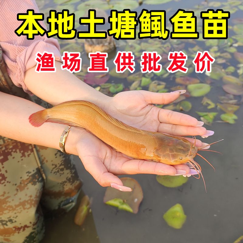 塘鲺鱼苗淡水养殖食用塘角鱼苗皇妃一代鱼苗本地土塘鲺八胡子鲶鱼-图1