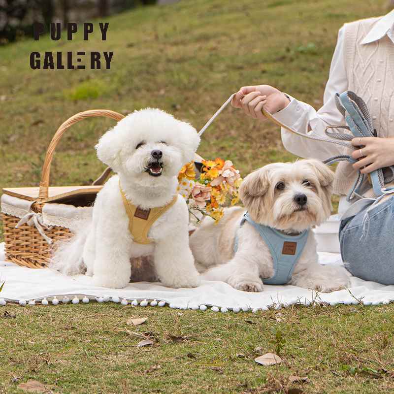 韩国puppygallery轻透狗狗胸背带中小型犬宠物牵引绳背心式遛狗绳 - 图0