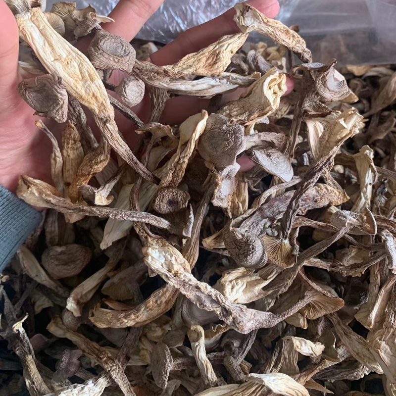 鹿茸菇500g特级干货包邮脆脆菇鹿茸菌新鲜云南菌子鹿茸姑香菇蘑菇 - 图2