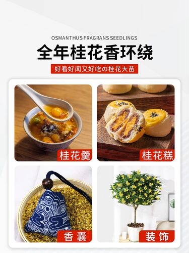 桂花树苗四季桂花卉盆栽八月桂花苗金桂大树室内好养开花丹桂庭院 - 图2