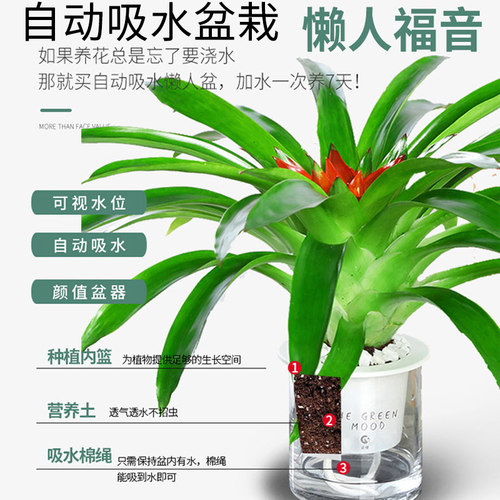 鸿运当头水培盆栽易活植物办公室内客厅红心花卉绿植大型凤梨阳台 - 图1
