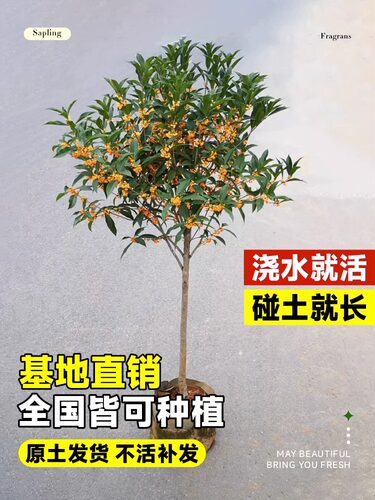 桂花树苗四季桂花卉盆栽八月桂花苗金桂大树室内好养开花丹桂庭院 - 图1
