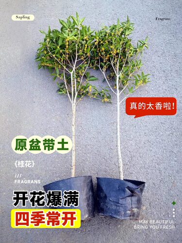 桂花树苗四季桂花卉盆栽八月桂花苗金桂大树室内好养开花丹桂庭院 - 图0