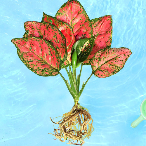 吉利红如意皇后水培植物花万年红鱼缸水养室内绿萝箩花卉易活盆栽 - 图0