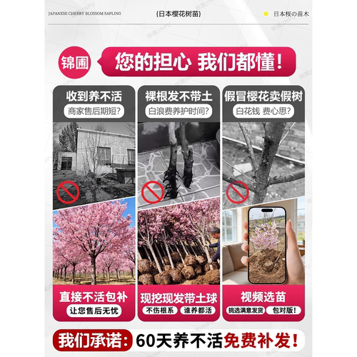 樱花树苗庭院大树日本晚樱南北方庭院种植花卉盆栽工程绿化风景树 - 图0