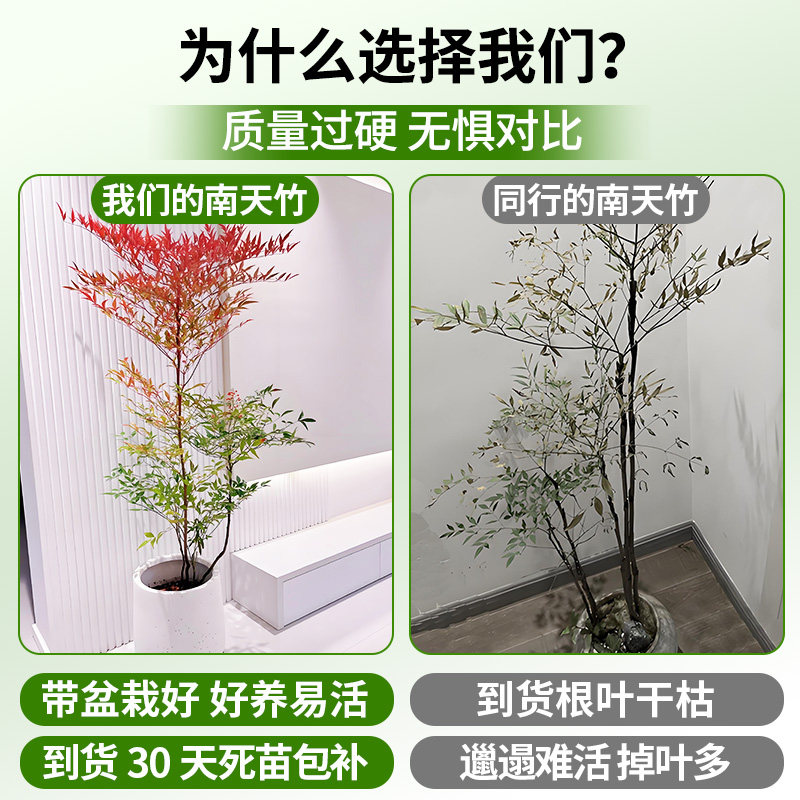 造型南天竹真树盆栽客厅大型绿植物办公室内火焰老桩好养四季常青,淘宝优惠券,粉丝福利购,淘宝优惠卷