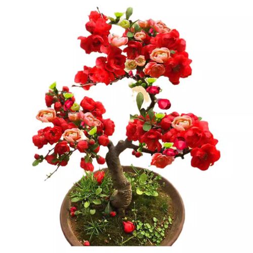 四季海棠花盆栽树苗盆景重瓣老桩庭院绿植物室内开花卉花好养易活 - 图2