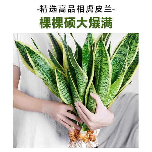 金边虎皮兰盆栽花卉多肉水培绿植物室内好养办公室四季常青虎尾兰 - 图3