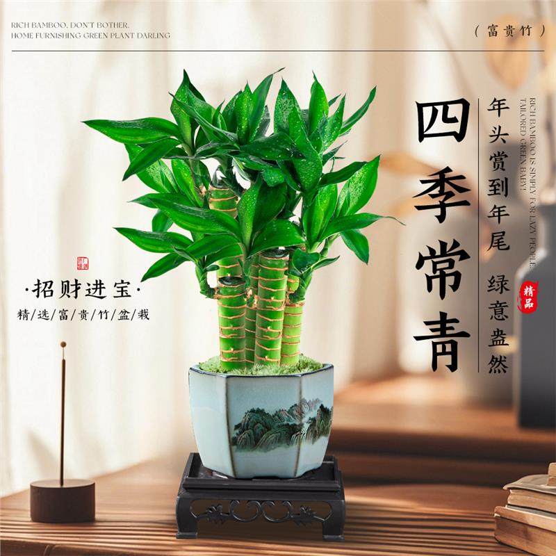 富贵竹盆栽办公室内中式盆景观音竹步步高升绿植客厅招财,淘宝优惠券,粉丝福利购,淘宝优惠卷
