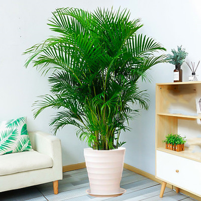 网红散尾葵客厅大型绿植散尾葵室内盆栽植物袖珍椰子绿植凤尾竹大,淘宝优惠券,粉丝福利购,淘宝优惠卷