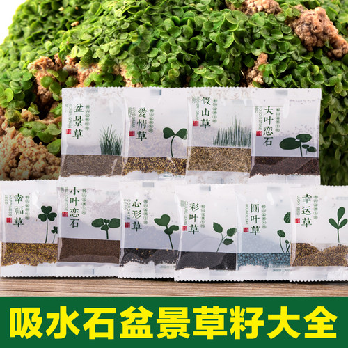 上水石吸水石假山草籽盆景微景观盆栽草籽植物珍珠草碗莲苔藓粉 - 图0