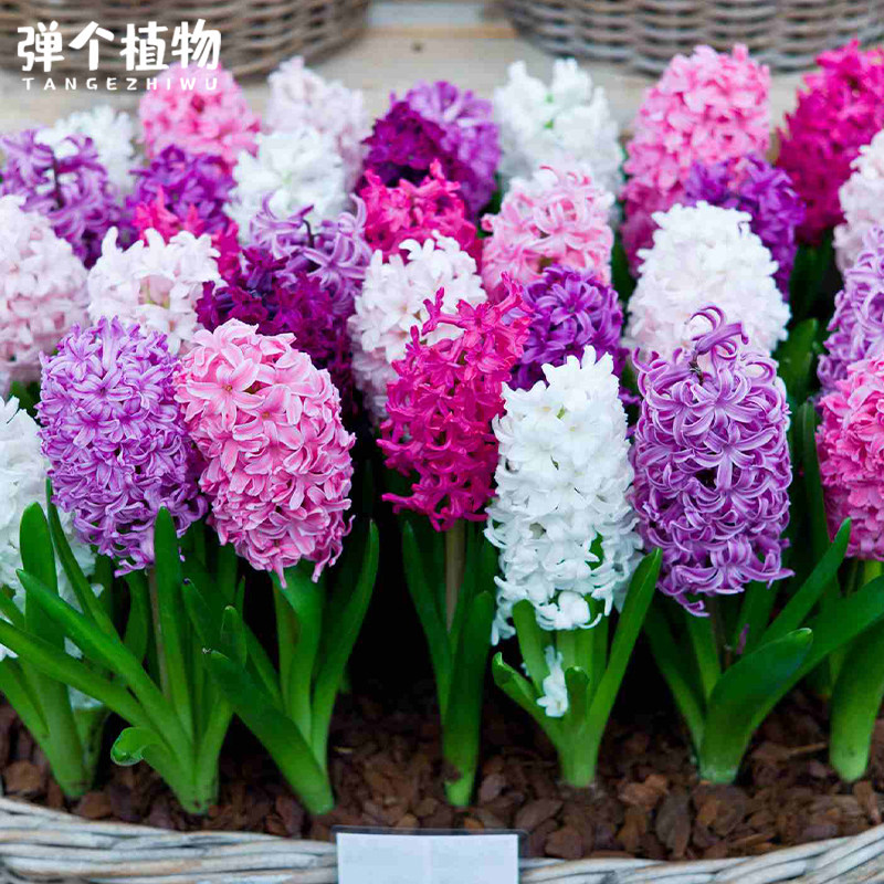 风信子种球荷兰进口土培水培阳台庭院地栽芳香易养现货,淘宝优惠券,粉丝福利购,淘宝优惠卷