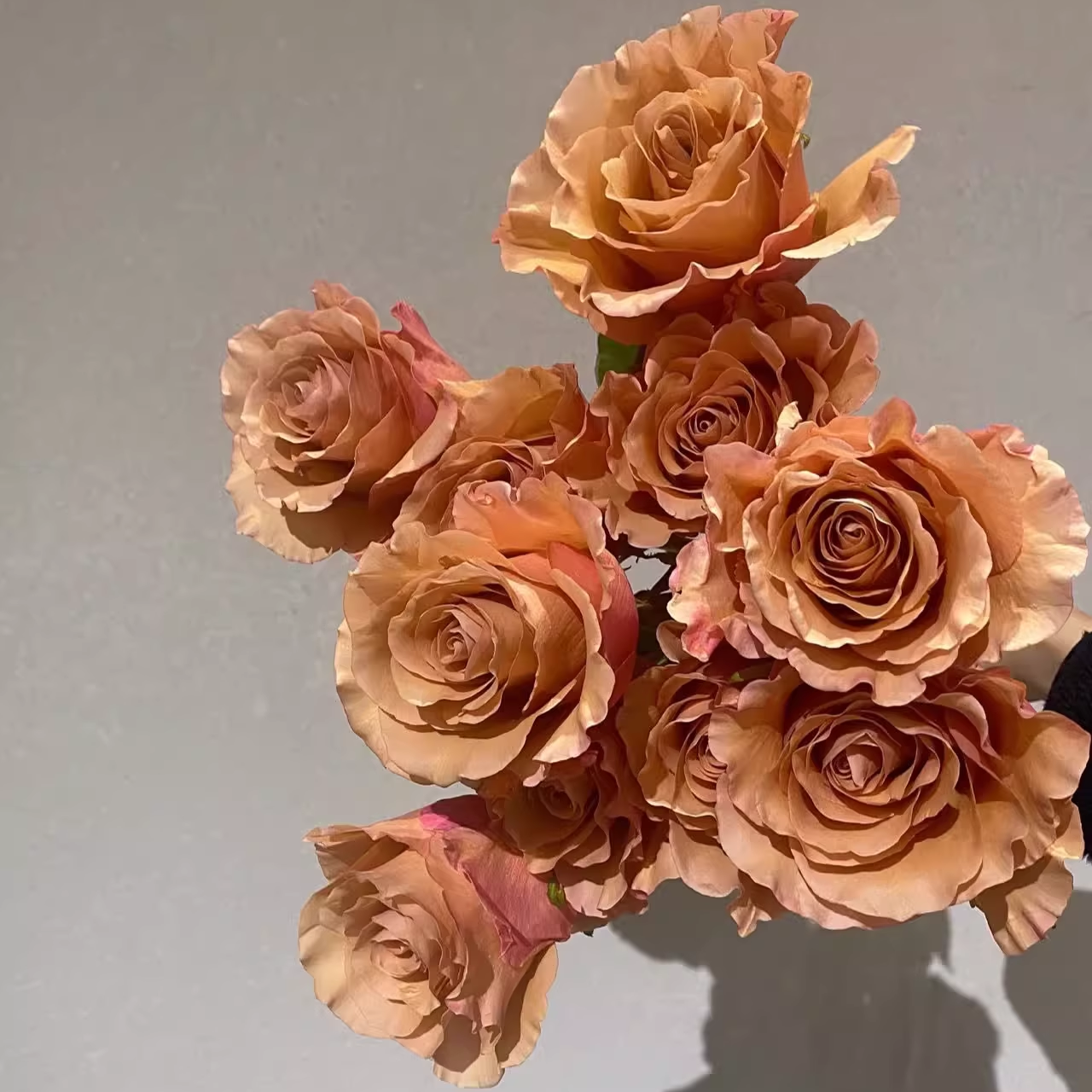 莫泊 新品厄瓜多尔玫瑰 云南切花月季小苗 长势快抗病好 阳台庭院 - 图1