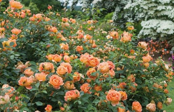 夏洛特夫人一加仑中苗月季花苗爬藤大花浓香四藤本蔷薇植物庭院玫,淘宝优惠券,粉丝福利购,淘宝优惠卷