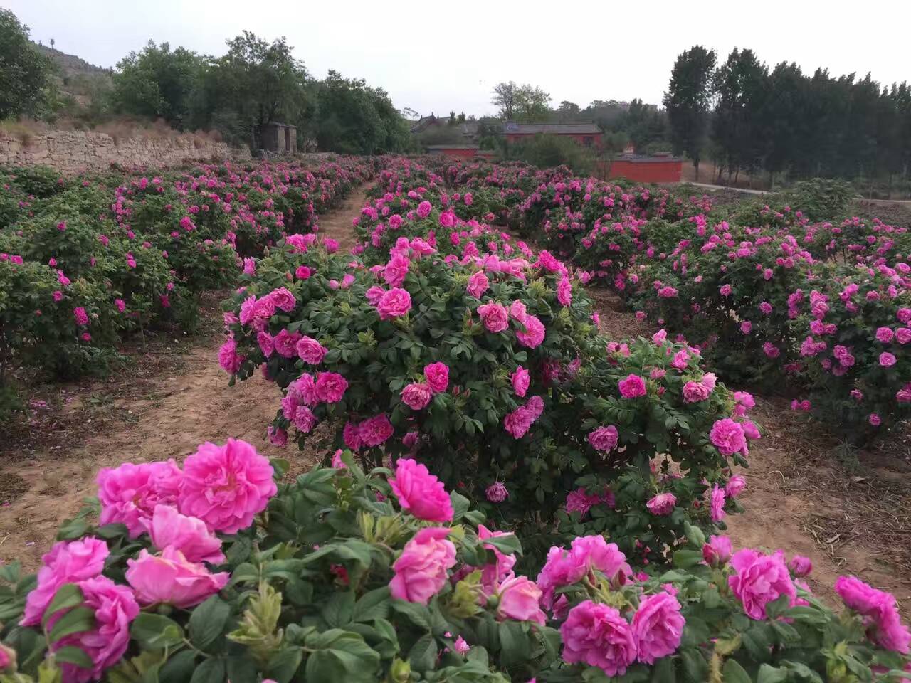 紫枝 食用玫瑰 四季开花 浓香可食用 做花茶春色满园月季园 - 图1