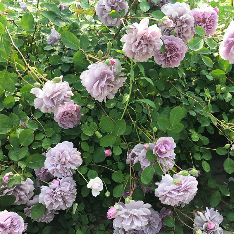 蓝色阴雨藤本月季花苗多季开花适合阳台栅栏庭院爬藤植物花卉盆栽-图2