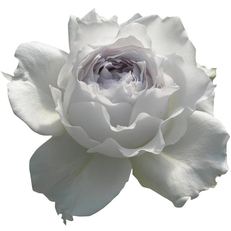 路西法 日本月季 河本天堂系列 大花浓香 重瓣 庭院或阳台或楼顶,淘宝优惠券,粉丝福利购,淘宝优惠卷