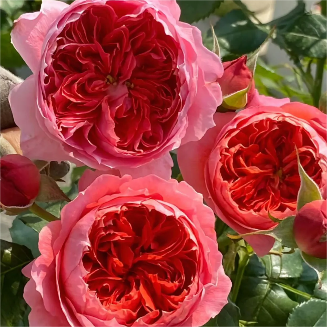 朱小碗中苗月季 灌木耐热四季勤花抗病包子型阳台庭院玫瑰,淘宝优惠券,粉丝福利购,淘宝优惠卷