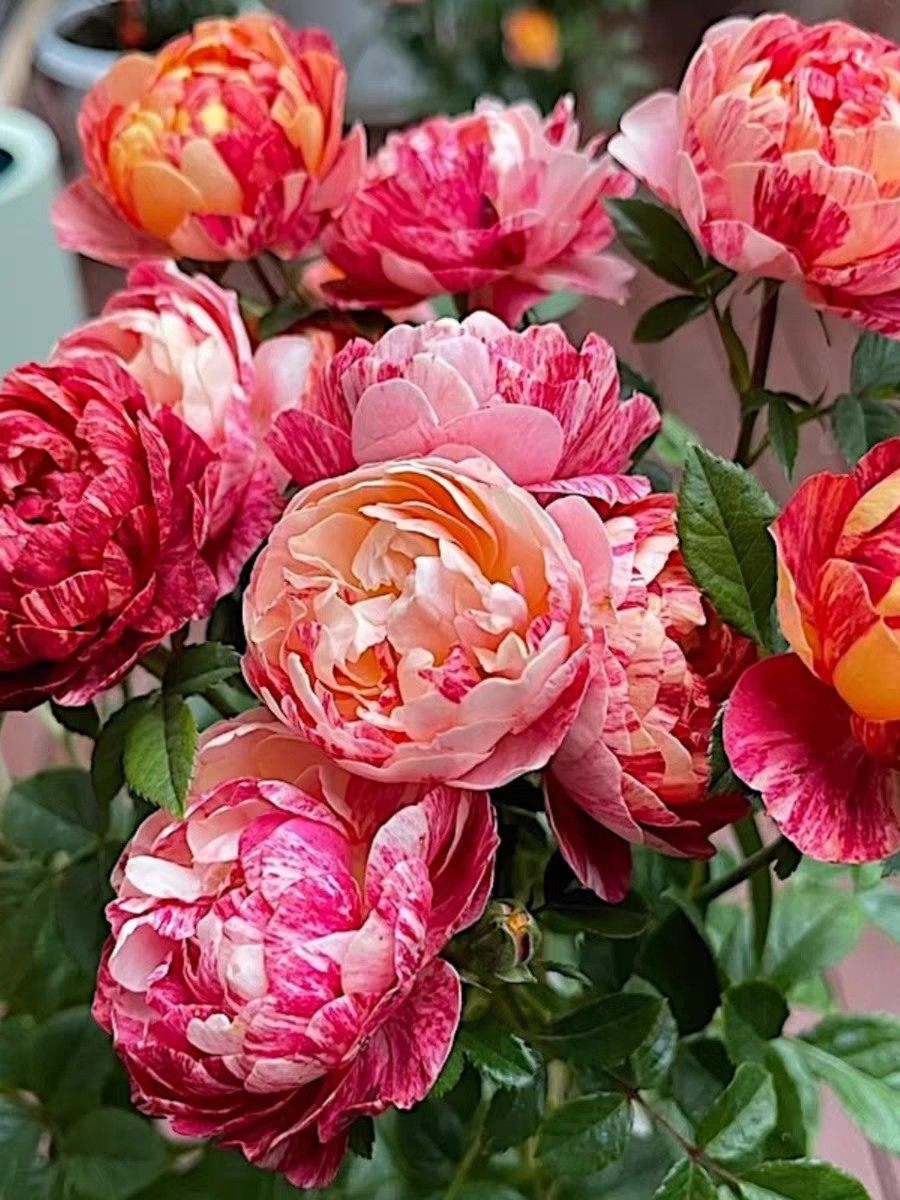 果汁飞溅中苗 条纹不稳定 慎拍 丰花勤花阳台月季1加仑扦插苗月季,淘宝优惠券,粉丝福利购,淘宝优惠卷