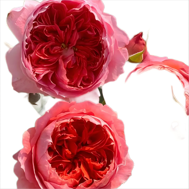 朱小碗中苗月季 灌木耐热四季勤花抗病包子型阳台庭院玫瑰,淘宝优惠券,粉丝福利购,淘宝优惠卷