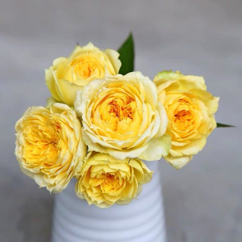 阳光古董灌木茶香大花直立月季多头勤花切花阳台庭院盆栽小苗重瓣,淘宝优惠券,粉丝福利购,淘宝优惠卷