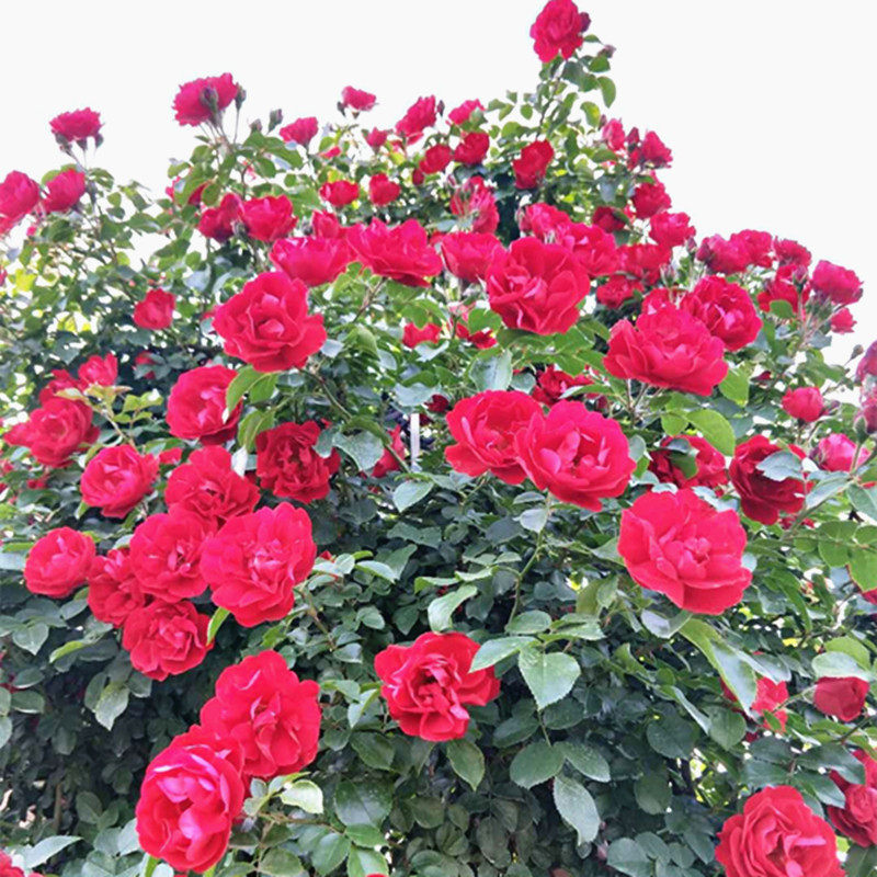 鲁硕红中苗藤本月季花苗爬藤多花红花卉多季开大花浓香植物抗病强,淘宝优惠券,粉丝福利购,淘宝优惠卷