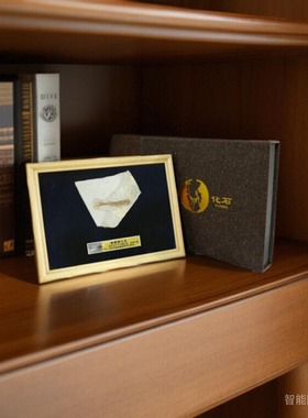 科普化石桌面装饰摆件原木新中式