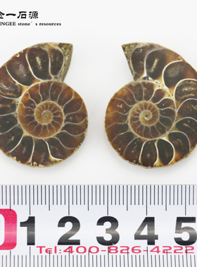 天然玉化发财转运螺菊石切片古生物化石教学标本原石摆件DIY挂饰