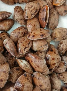 500g 北京闪送 鲜活 芒果贝 海鲜 海南特产 贝壳 水产 野生鲜甜