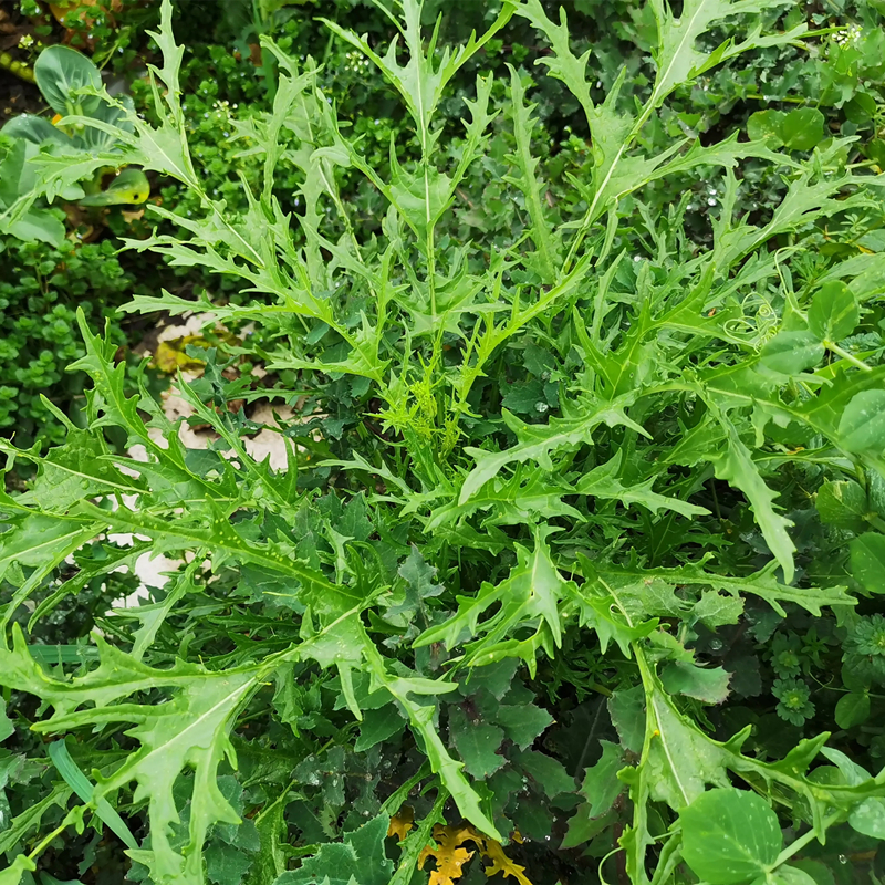 陇南盖菜酸菜雪里蕻酸菜浆水菜武都芫根酸菜460g/袋菜多酸味足 - 图0