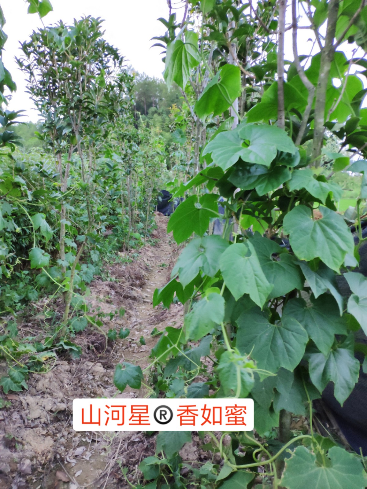 香如蜜甜蜜果甜如蜜果奇异瓜果红香蜜新奇水果甜瓜（一个装）香肠-图2